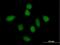 Protein Phosphatase 1 Regulatory Subunit 13 Like antibody, H00010848-B01P, Novus Biologicals, Immunocytochemistry image 