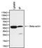 Beta-Actin antibody, MA1-140, Invitrogen Antibodies, Immunoprecipitation image 