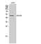 G Protein-Coupled Receptor 180 antibody, A15497, Boster Biological Technology, Western Blot image 