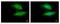 Valosin Containing Protein Interacting Protein 1 antibody, NBP1-32663, Novus Biologicals, Immunocytochemistry image 