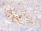Chromosome Segregation 1 Like antibody, NB100-79803, Novus Biologicals, Immunohistochemistry paraffin image 