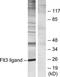SL cytokine antibody, TA313172, Origene, Western Blot image 