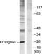 SL cytokine antibody, TA313172, Origene, Western Blot image 