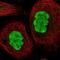 Methyltransferase Like 14 antibody, NBP1-81392, Novus Biologicals, Immunofluorescence image 