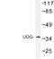 Uracil-DNA glycosylase antibody, LS-C177011, Lifespan Biosciences, Western Blot image 