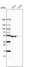 WSC Domain Containing 2 antibody, PA5-53046, Invitrogen Antibodies, Western Blot image 