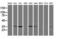 Cyclin Dependent Kinase 2 antibody, LS-C172931, Lifespan Biosciences, Western Blot image 