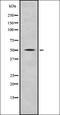 Nuclear Prelamin A Recognition Factor antibody, orb337475, Biorbyt, Western Blot image 