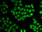 EWS RNA Binding Protein 1 antibody, 15-303, ProSci, Immunofluorescence image 