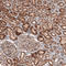 HOIL-1 antibody, AMAb91288, Atlas Antibodies, Immunohistochemistry frozen image 