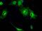 Guanylate Binding Protein 2 antibody, MA5-24984, Invitrogen Antibodies, Immunocytochemistry image 