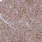 Iduronidase Alpha-L- antibody, NBP2-48863, Novus Biologicals, Immunohistochemistry frozen image 