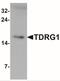 TDRG1 antibody, NBP2-41197, Novus Biologicals, Western Blot image 