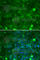 TIMP Metallopeptidase Inhibitor 3 antibody, A1511, ABclonal Technology, Immunofluorescence image 