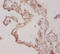 Fibroblast Growth Factor 1 antibody, A52780-100, Epigentek, Immunohistochemistry paraffin image 
