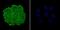 Nucleoporin 153 antibody, NBP2-75598, Novus Biologicals, Immunofluorescence image 