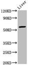 AT-Rich Interaction Domain 3A antibody, LS-C675051, Lifespan Biosciences, Western Blot image 