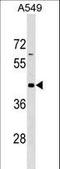 G Protein-Coupled Receptor 62 antibody, LS-C159772, Lifespan Biosciences, Western Blot image 