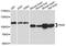 P53-Induced Death Domain Protein 1 antibody, A4831, ABclonal Technology, Western Blot image 