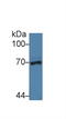 Nucleoporin 62 antibody, LS-C372918, Lifespan Biosciences, Western Blot image 