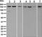 Eukaryotic Translation Initiation Factor 3 Subunit A antibody, ab128996, Abcam, Western Blot image 