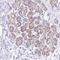 Polypyrimidine Tract Binding Protein 2 antibody, NBP1-92302, Novus Biologicals, Immunohistochemistry frozen image 