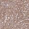 Succinate Dehydrogenase Complex Subunit D antibody, NBP1-92372, Novus Biologicals, Immunohistochemistry paraffin image 