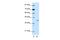 Homeobox-containing protein 1 antibody, PA5-41634, Invitrogen Antibodies, Western Blot image 