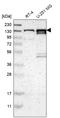 Protocadherin Gamma Subfamily A, 2 antibody, HPA010580, Atlas Antibodies, Western Blot image 