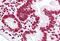 Histone Cluster 4 H4 antibody, MBS242704, MyBioSource, Immunohistochemistry paraffin image 