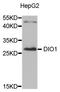 Death Inducer-Obliterator 1 antibody, abx123580, Abbexa, Western Blot image 