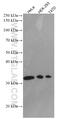 Syntaxin 10 antibody, 66821-1-Ig, Proteintech Group, Western Blot image 