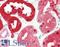 PSA antibody, LS-B10505, Lifespan Biosciences, Immunohistochemistry paraffin image 