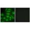 Diacylglycerol Kinase Iota antibody, PA5-49774, Invitrogen Antibodies, Immunofluorescence image 