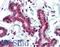 SET Domain Containing 7, Histone Lysine Methyltransferase antibody, LS-B2921, Lifespan Biosciences, Immunohistochemistry paraffin image 