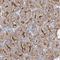 Plasmolipin antibody, NBP2-13777, Novus Biologicals, Immunohistochemistry frozen image 