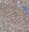 Serpin Family A Member 6 antibody, NBP1-88174, Novus Biologicals, Immunohistochemistry paraffin image 