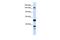 ABI Family Member 3 Binding Protein antibody, PA5-42984, Invitrogen Antibodies, Western Blot image 