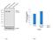 DNA Topoisomerase II Alpha antibody, MA5-12433, Invitrogen Antibodies, Western Blot image 