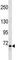 Forkhead Box P2 antibody, F53693-0.1ML, NSJ Bioreagents, Western Blot image 