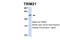 SS-A antibody, 25-186, ProSci, Western Blot image 