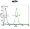 Neurotrophic Receptor Tyrosine Kinase 1 antibody, abx033617, Abbexa, Western Blot image 