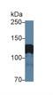 Amphiphysin antibody, LS-C374352, Lifespan Biosciences, Western Blot image 