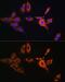 Arrestin Beta 2 antibody, GTX64830, GeneTex, Immunocytochemistry image 