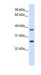 Family With Sequence Similarity 156 Member B antibody, NBP1-80458, Novus Biologicals, Western Blot image 