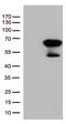 Mothers against decapentaplegic homolog 1 antibody, CF507245, Origene, Western Blot image 
