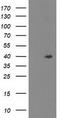 TBC1 Domain Family Member 21 antibody, LS-C173428, Lifespan Biosciences, Western Blot image 