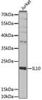Interleukin 10 antibody, MBS126697, MyBioSource, Western Blot image 