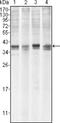 MCL1 Apoptosis Regulator, BCL2 Family Member antibody, NB100-2194, Novus Biologicals, Western Blot image 