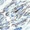 Von Willebrand Factor C Domain Containing 2 antibody, PA5-47867, Invitrogen Antibodies, Immunohistochemistry frozen image 